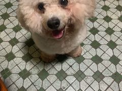 -瑞派旺宝宠物医院·犬猫全科综合·尿道专科(莲兴院)