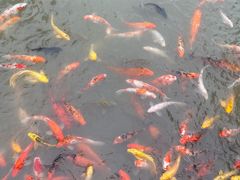 -圆通寺