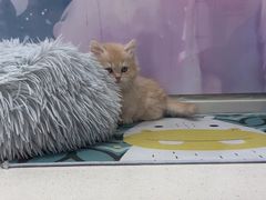 -糯米喵星人总部直营旗舰店·猫舍·幼猫出售