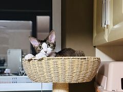 -老吴的猫·猫舍(新区店)