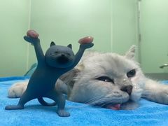 -东莞宠友24H宠物中心医院·转诊夜诊·异宠(新河北路院)