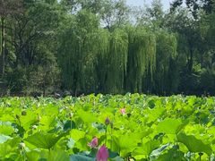 -莲湖公园