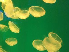 -芜湖新华联大白鲸海洋公园