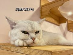 -猫咪派对(江南西店)