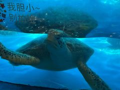 -泉城欧乐堡海洋极地世界