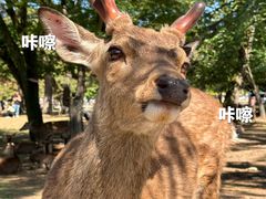 -奈良公园