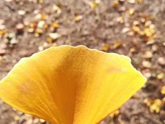 -好利来(康虹路店)