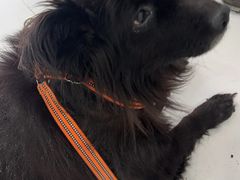 -纳吉亚猫专科动物诊疗中心(蒋宅口分院)