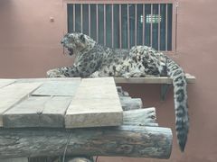 -青藏高原野生动物园