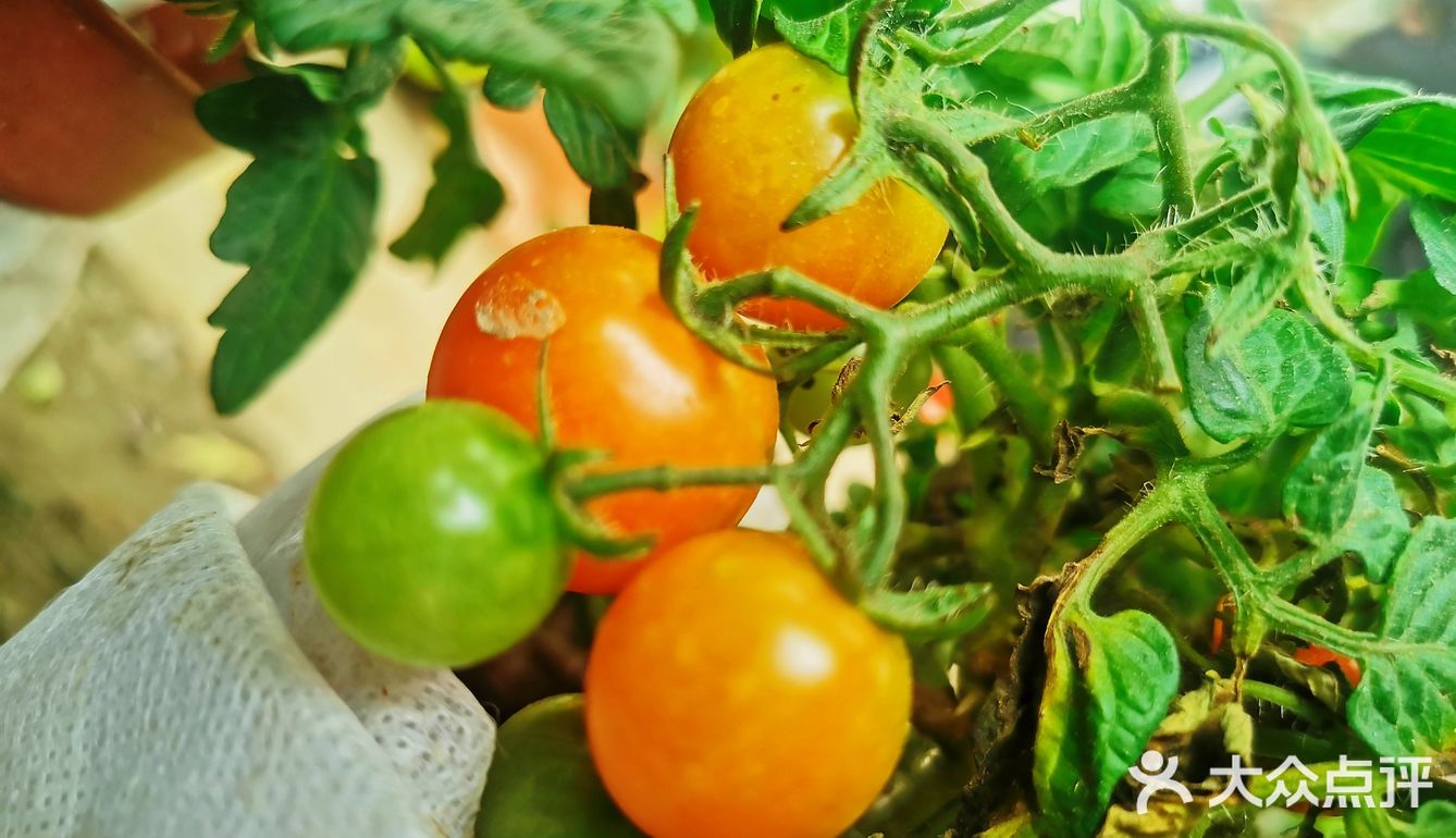 繁花似锦觅安宁