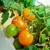 繁花似锦觅安宁