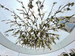 -深圳国际园林花卉博览园