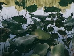 -丰台花园