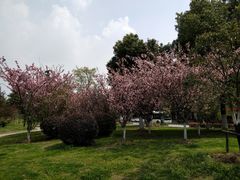 -小龙坎老火锅(华飞店)