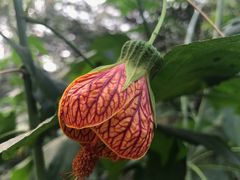 -南通洲际绿博园