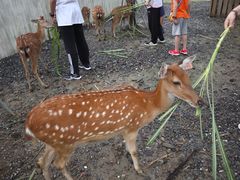 -鹿境梅花鹿生态园区