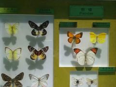 -上海昆虫博物馆