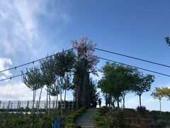 -西青郊野公园