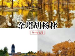 -金塔沙漠胡杨林景区