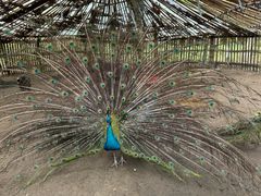 -广州白江湖森林公园