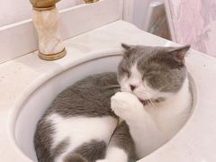 -共舞时光猫咖·狗咖(新街口店)