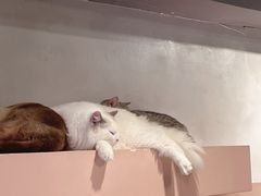 -猫儿山۰猫主题餐厅