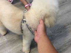 -翊宠yipet猫狗购宠庄园犬舍•猫舍