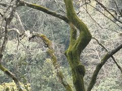 -武夷山风景名胜区-虎啸岩