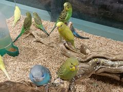 -怪兽屋·羊驼·猫咖·狗咖(俊华广场店)