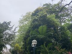 -九龙公园