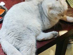 -Mr.Fox狐狸先生超级密室(南山店)