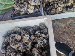 螃蟹-白沙洲农产品大市场海鲜交易区