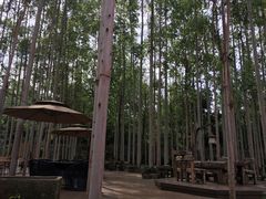 -桉树林A coffee 森林餐厅(三圣乡店)