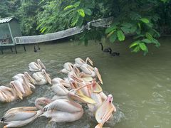 -广州长隆飞鸟乐园