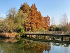 -溱湖国家湿地公园