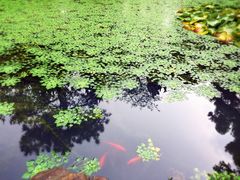 -太湖饭店玉兰厅(自助餐厅)