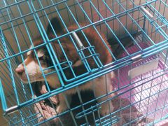 -翊宠yipet猫狗购宠庄园犬舍•猫舍