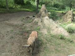 -北京野生动物园