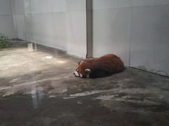 android_upload_pic-西安秦岭野生动物园