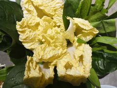 -贰重天冰煮羊自助火锅(东坝店)