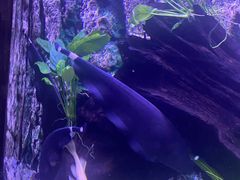 -上海海洋水族馆