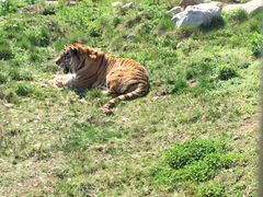 老虎-西安秦岭野生动物园