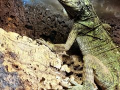 -抱暴龙爬宠·异宠·撸宠撸爬主题馆(大学路店)