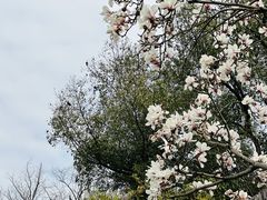 -九里云松·天香餐厅