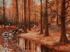 -白水寺森林公园