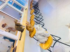 -Heymao猫咖.咖啡厅(东门店)