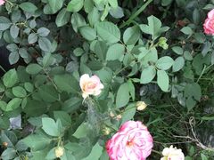 -同銮特种养殖场·龙虾垂钓