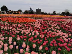 -荷兰花海