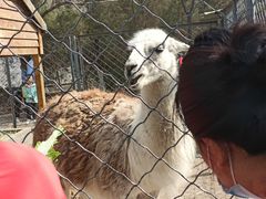 -长白岛森林公园