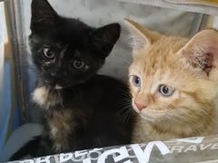 -爱侣宠医·鹦鹉专科·小型哺乳类·异宠专科(灵石路店)